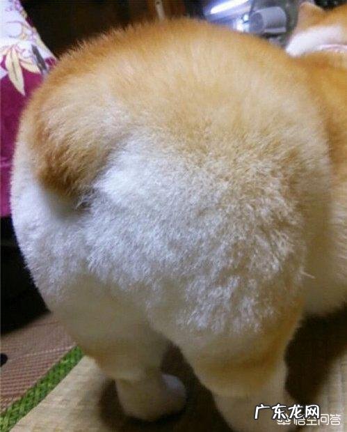 关于柯基犬的一些小秘密，你知道几个？