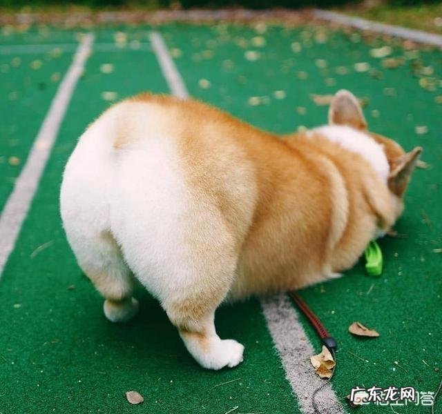 关于柯基犬的一些小秘密，你知道几个？