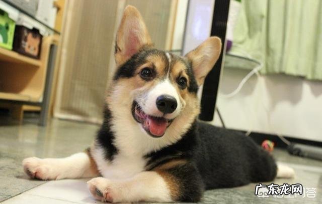 关于柯基犬的一些小秘密，你知道几个？