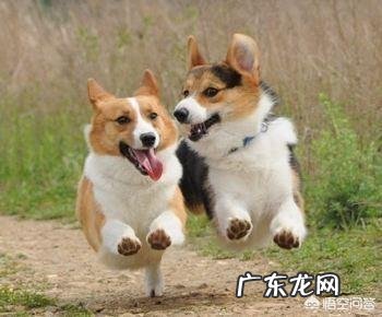 关于柯基犬的一些小秘密，你知道几个？