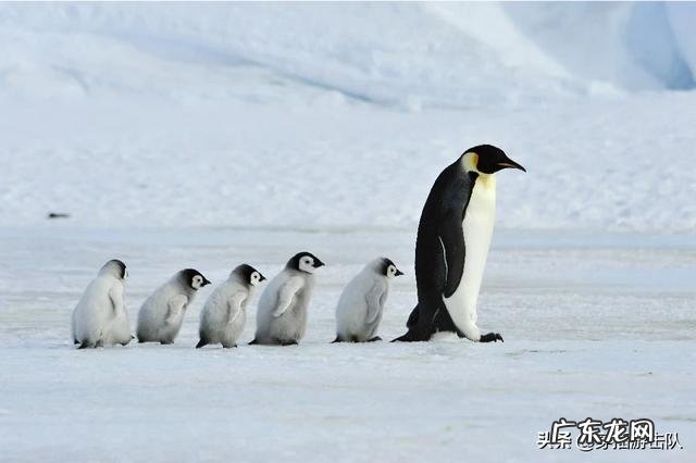南极和北极都有企鹅生存吗？为什么？
