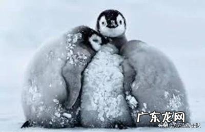 南极和北极都有企鹅生存吗？为什么？