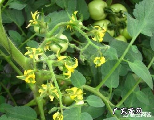 温室番茄种植中出现徒长苗,怎样防止温室番茄秧徒长