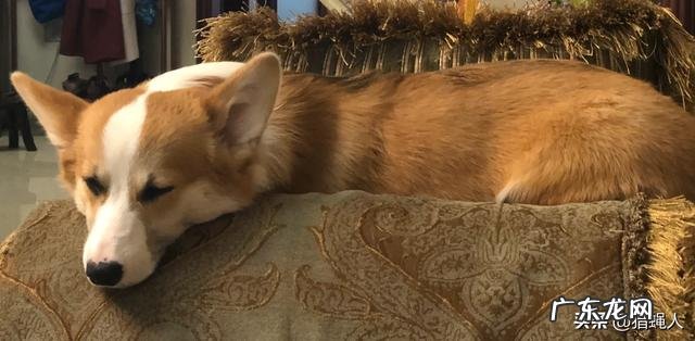 怎么分辨纯种柯基和串串柯基？