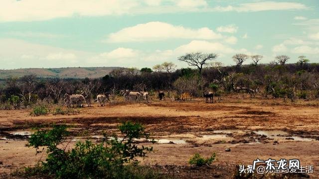 为什么动物吃生肉不会生病，但是一受伤却容易感染造成死亡