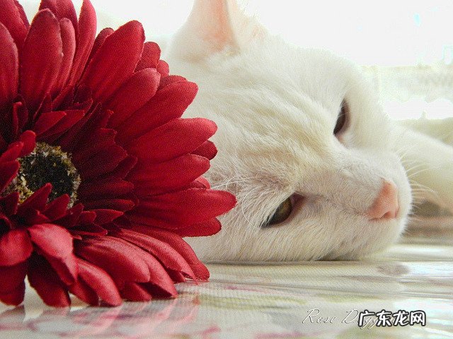 女生身高体重标准表格2021