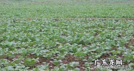 油菜田的草害发生有哪些规律如何防zhi