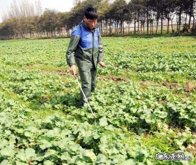 油菜田的草害发生有哪些规律如何防zhi