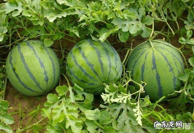 为什么夏天不少人都喜欢吃西瓜？其它水果能替代它吗？