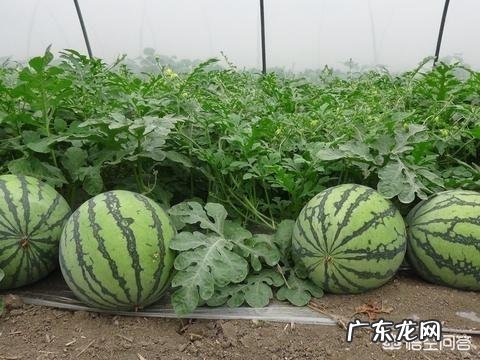 为什么夏天不少人都喜欢吃西瓜？其它水果能替代它吗？