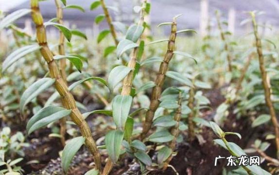 什么美食被称为天然的胰岛素？