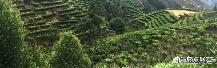 凤凰单丛鸭屎香有什么样的典故