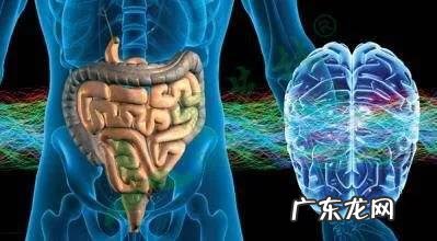 情绪不稳定和肠道微生物有很大关系吗?