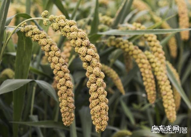 有多少在婆家比娘家活的舒心的人