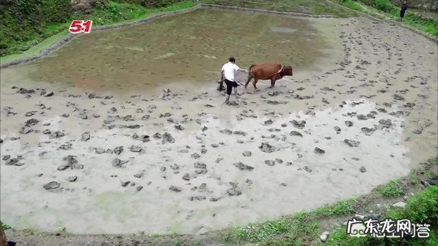 《向往的生活》节目里为了给彭昱畅减肥,大家都采取了什么妙招