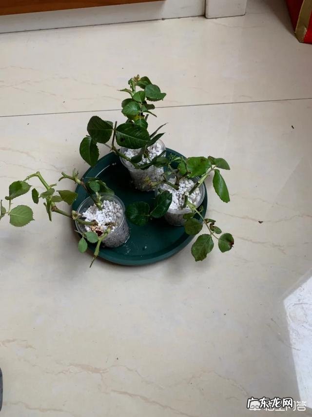 爱媛28柑橘在广西种植前景怎么样