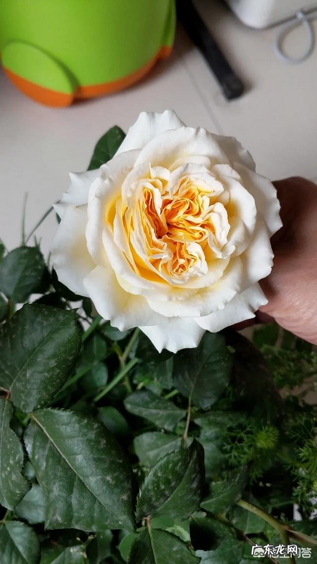 爱媛28柑橘在广西种植前景怎么样