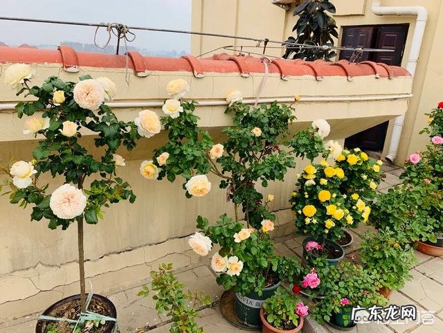 爱媛28柑橘在广西种植前景怎么样