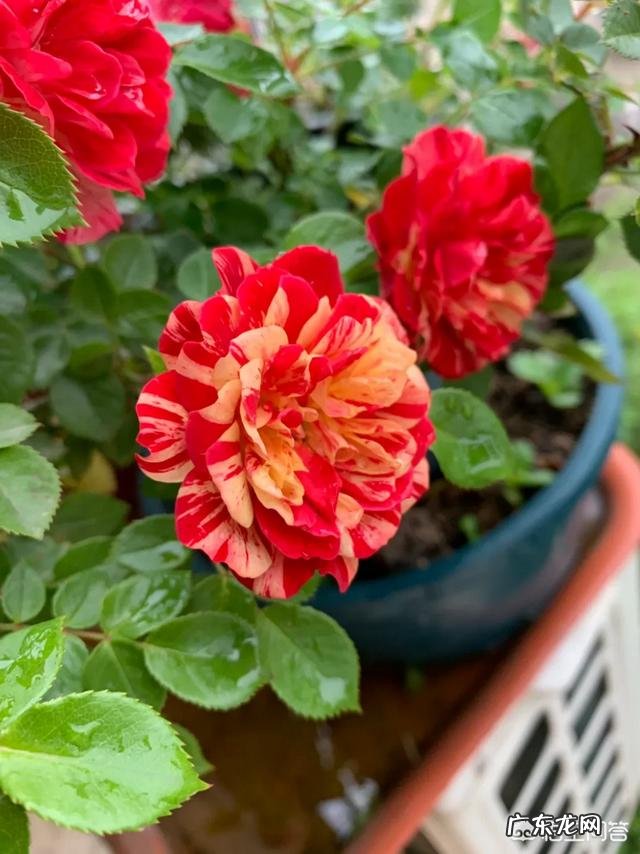 爱媛28柑橘在广西种植前景怎么样