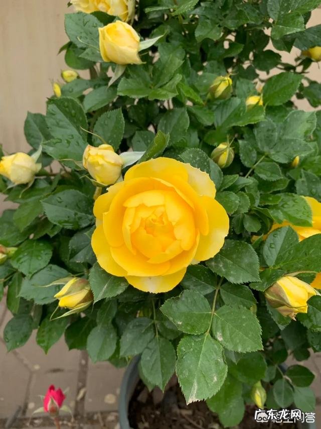 爱媛28柑橘在广西种植前景怎么样