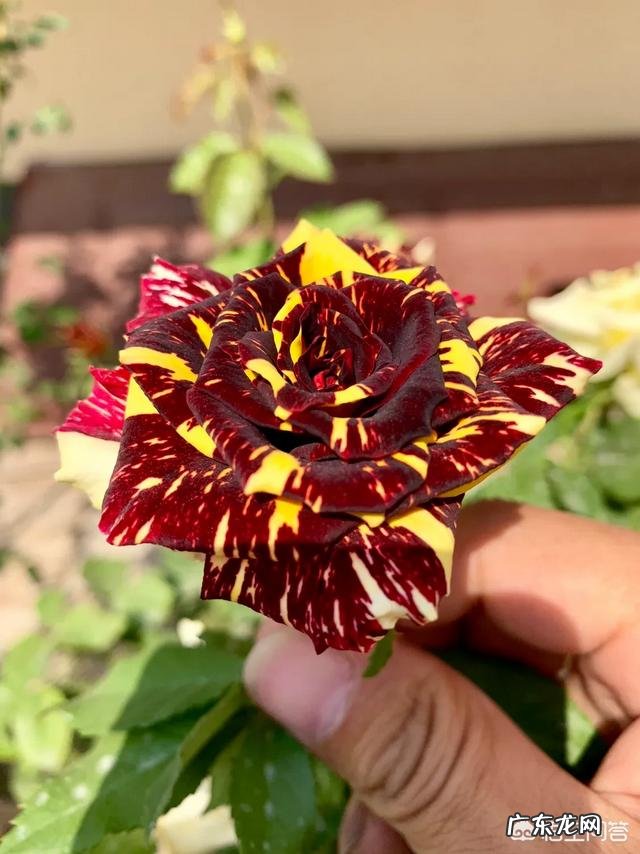 爱媛28柑橘在广西种植前景怎么样