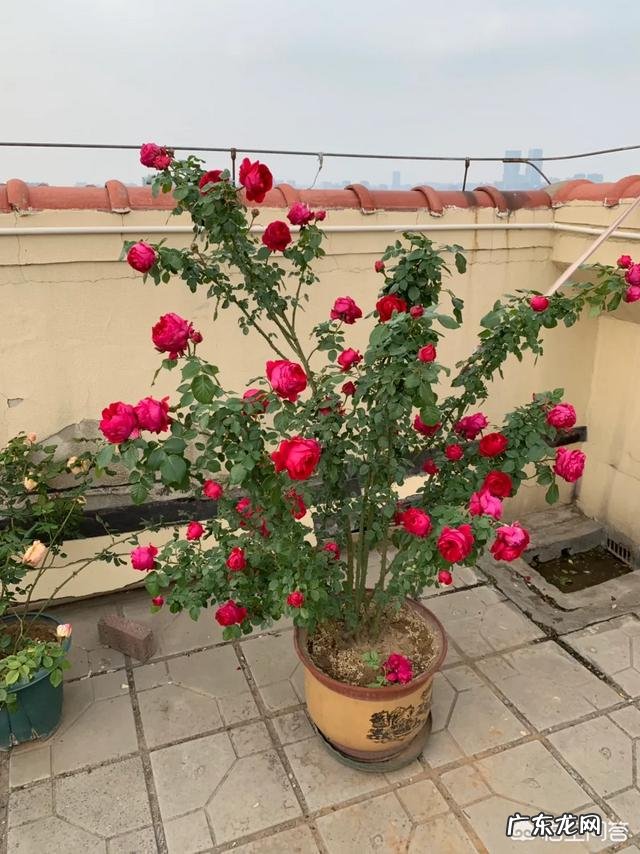 爱媛28柑橘在广西种植前景怎么样