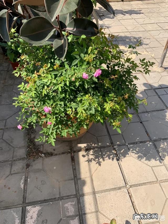 爱媛28柑橘在广西种植前景怎么样