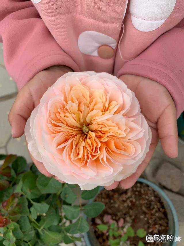 爱媛28柑橘在广西种植前景怎么样