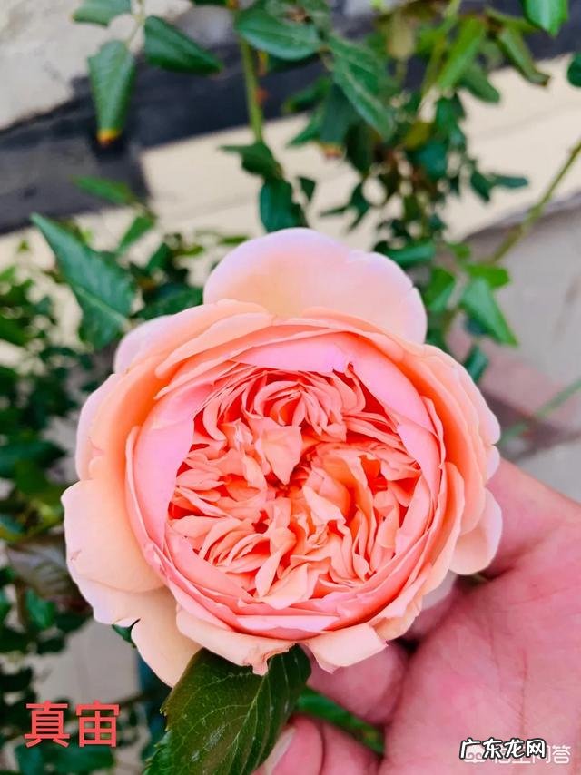 爱媛28柑橘在广西种植前景怎么样