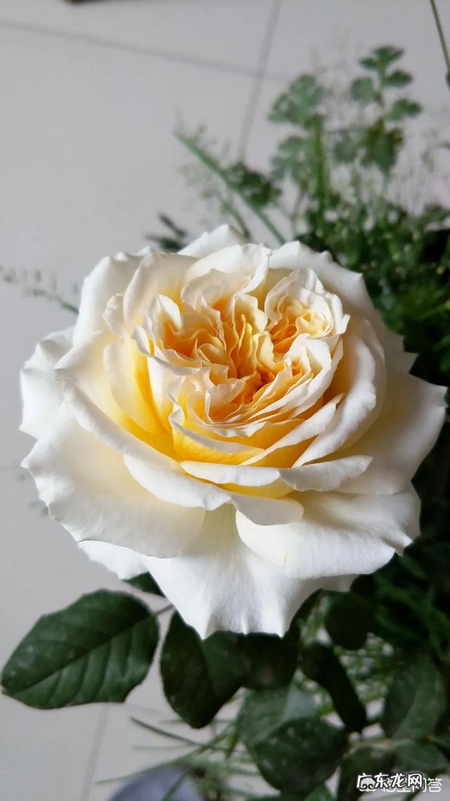 爱媛28柑橘在广西种植前景怎么样