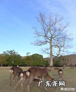 大阪位于日本四部分的哪部分