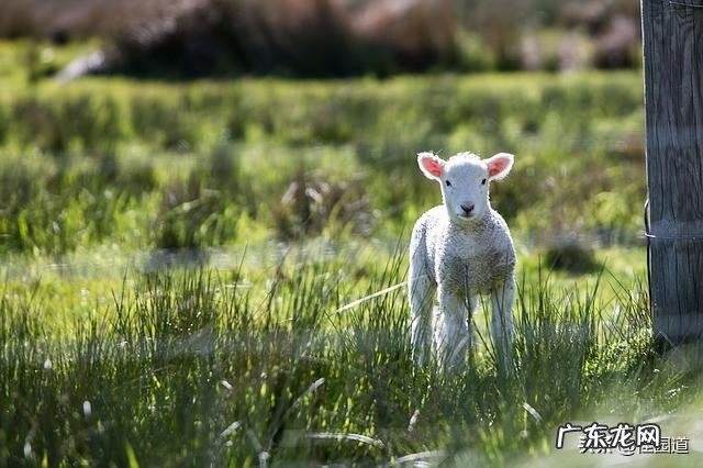 大便干燥黑黑,拉出来一粒一粒,怎么回事