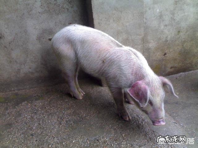 大便干燥黑黑,拉出来一粒一粒,怎么回事