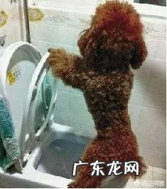 狗狗洗澡洗发水和护发素怎么使用？