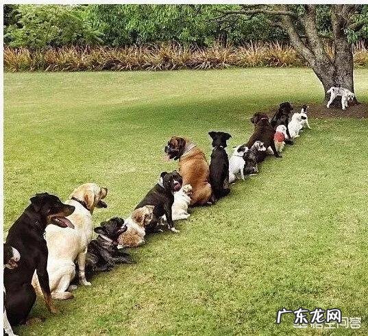 狗狗洗澡洗发水和护发素怎么使用?