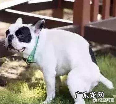 狗狗洗澡洗发水和护发素怎么使用?