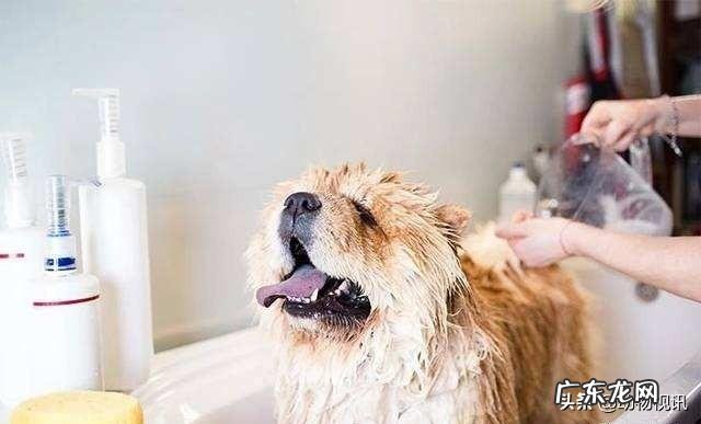 狗狗洗澡洗发水和护发素怎么使用?