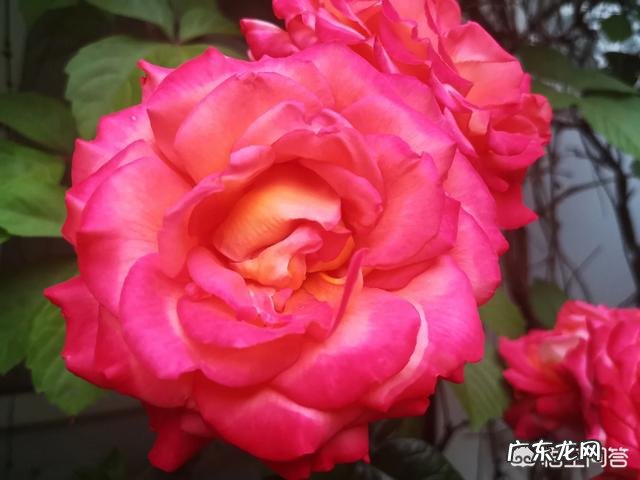 月季常年放在室外会死吗月季花是否有毒