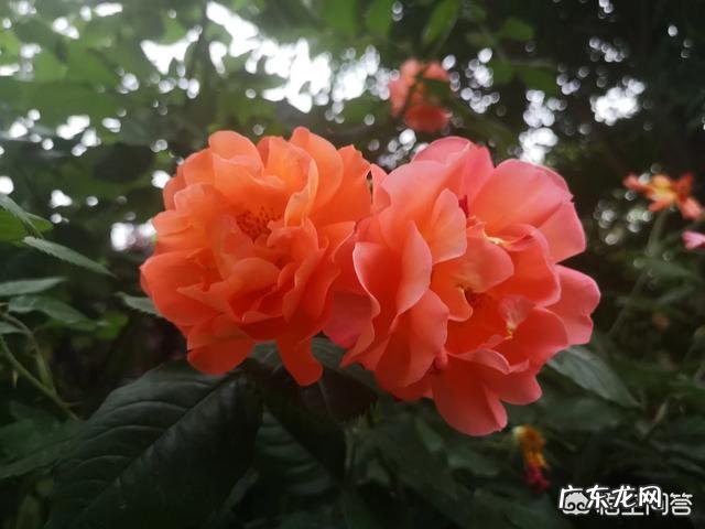 月季常年放在室外会死吗月季花是否有毒