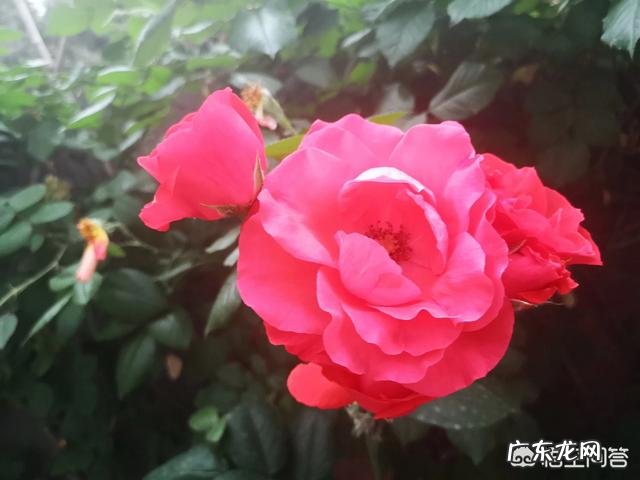 月季常年放在室外会死吗月季花是否有毒