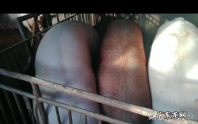 种公母猪能不能长期喂小苏打,盐,多维,矿物质元素?