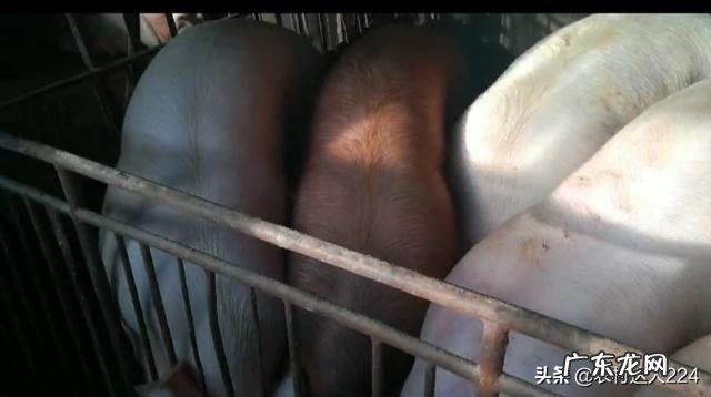 种公母猪能不能长期喂小苏打,盐,多维,矿物质元素?