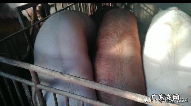 种公母猪能不能长期喂小苏打,盐,多维,矿物质元素?