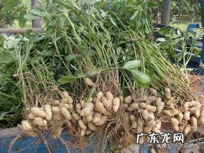 土豆红烧排骨最佳做法是什么有哪些步骤