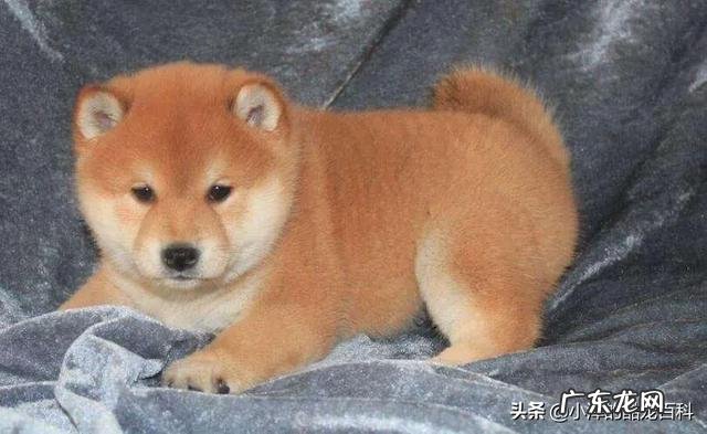 狗狗可以用洗发水来洗吗?