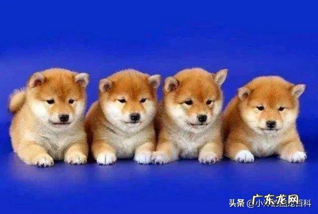 狗狗可以用洗发水来洗吗?