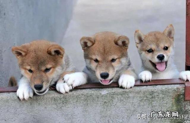 狗狗可以用洗发水来洗吗?