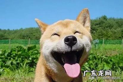 狗狗可以用洗发水来洗吗?