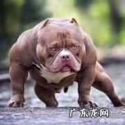 比特犬和蜜獾PK一下会怎么样？