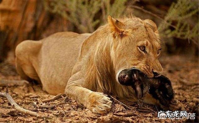 比特犬和蜜獾PK一下会怎么样?